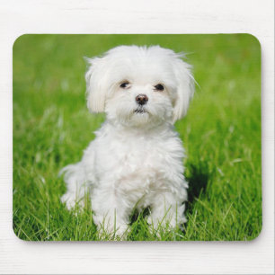 Love White Maltese Puppy Dog Mouse Pad