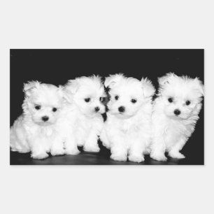 Love White Maltese Puppy Dog Stickers Seal