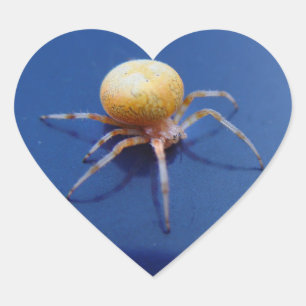 Love Wildlife Stickers - Orange Orb Spinner Spider
