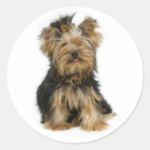 Love Yorkshire Terrier Puppy Dog Sticker / Seals