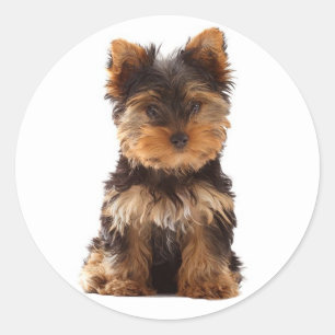 Love Yorkshire Terrier Puppy Dog Sticker / Seals