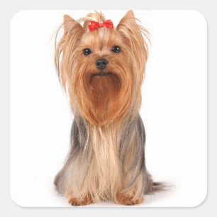 Love Yorkshire Terrier Puppy Dog Sticker / Seals