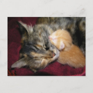 Love You Mum Postcard