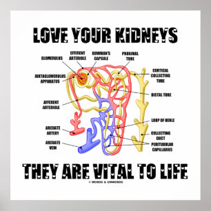Love Your Kidneys They Are Vital To Life (Nephron) Poster