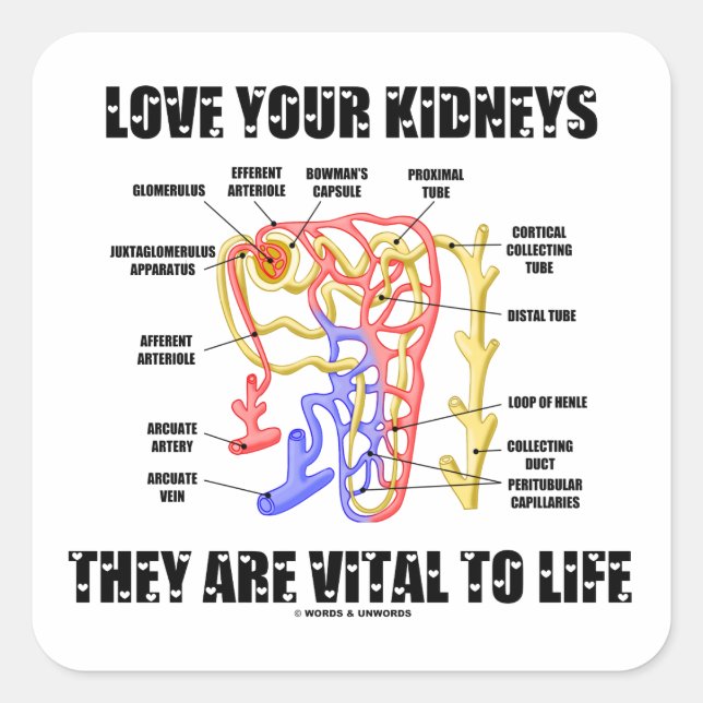 Love Your Kidneys They Are Vital To Life (Nephron) Square Sticker (Front)