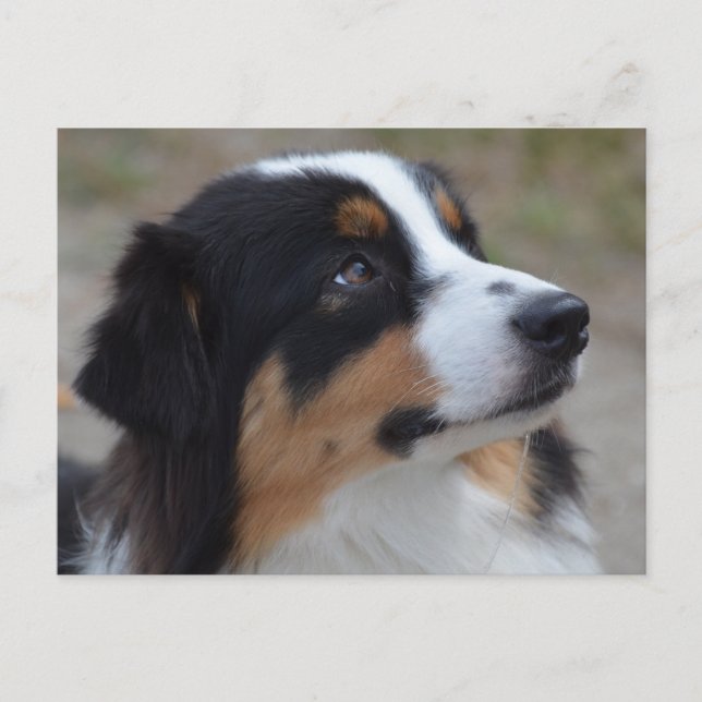Loveable Australian Shepherd Postcard (Front)