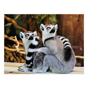 Loveable Lemurs Poster