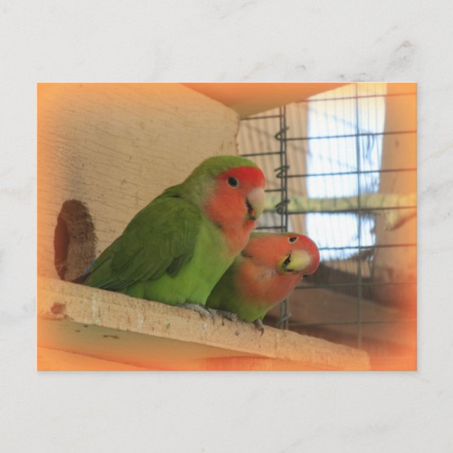 Lovebirds Postcard (Front)