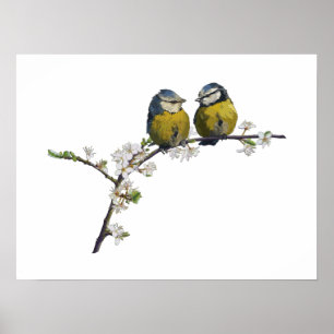 Lovebirds sitting on a cherry blossom branch white poster