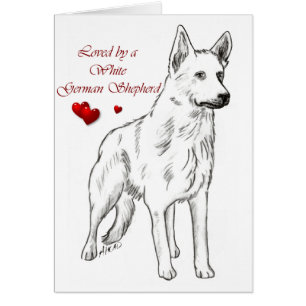 Loved By A White German Shepherd