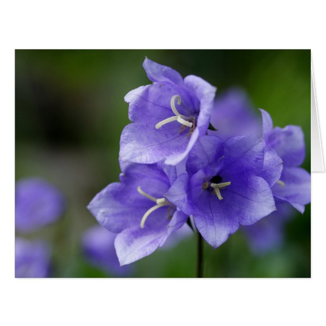 Lovely Bellflower Campanula (Front Horizontal)