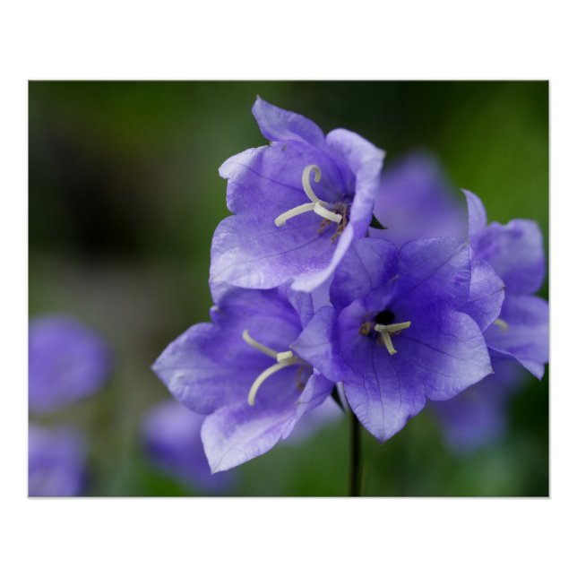 Lovely Bellflower Campanula Poster (Front)