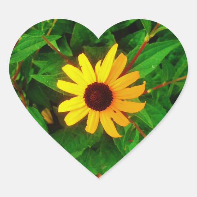 Lovely Black Eyed Susan Sunflower Heart Sticker (Front)