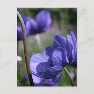 Lovely Blue Anemones Postcard