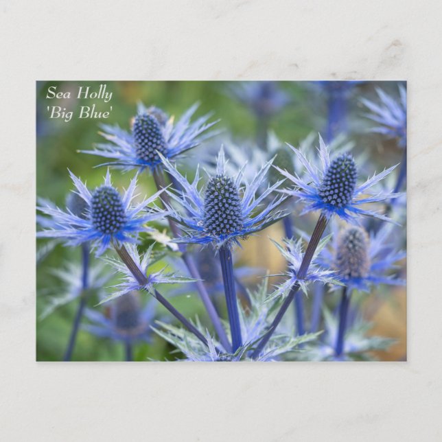 Lovely Blue Sea Holly Floral Postcard (Front)