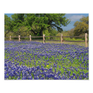 Lovely Bluebonnets in Texas Photo Print