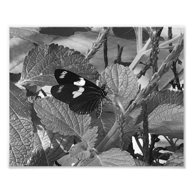 Lovely Butterfly on Leaf in Black and White Photo Print (Front)