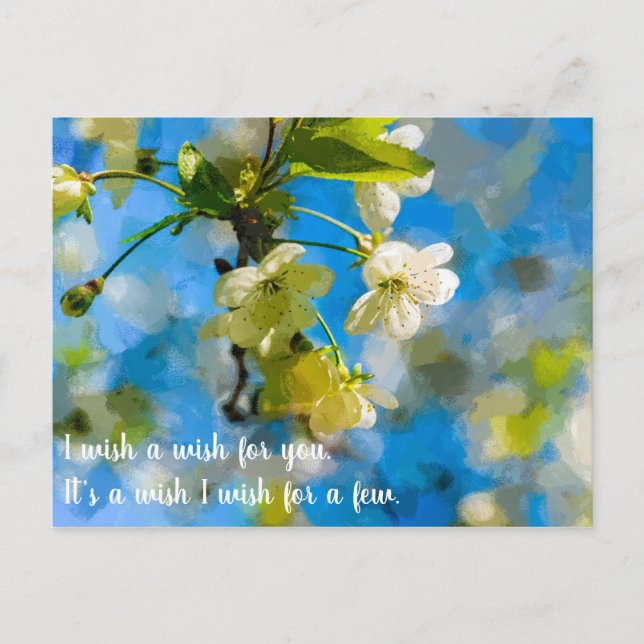 Lovely Cherry Blossoms Postcard (Front)