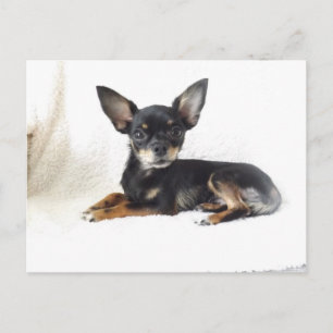 Lovely chihuahua Postcard