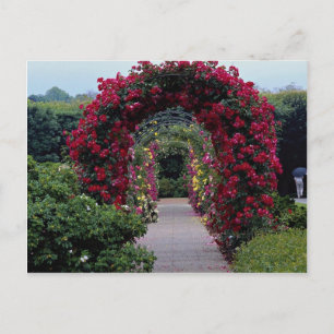 Lovely Climbing Rose Arches Postcard