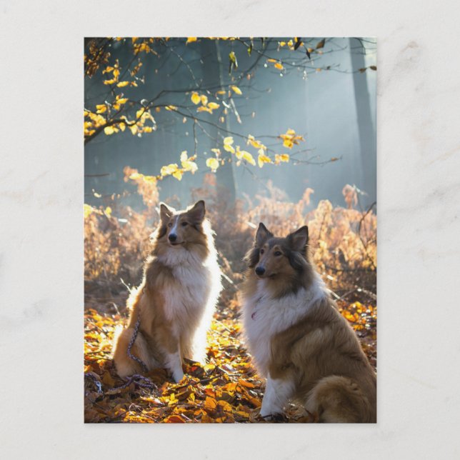 Lovely Collie Dog Postcard (Front)