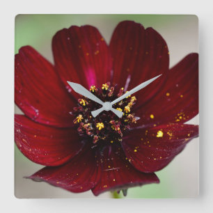Lovely Coloured Chocolate Cosmos Flower Square Wall Clock