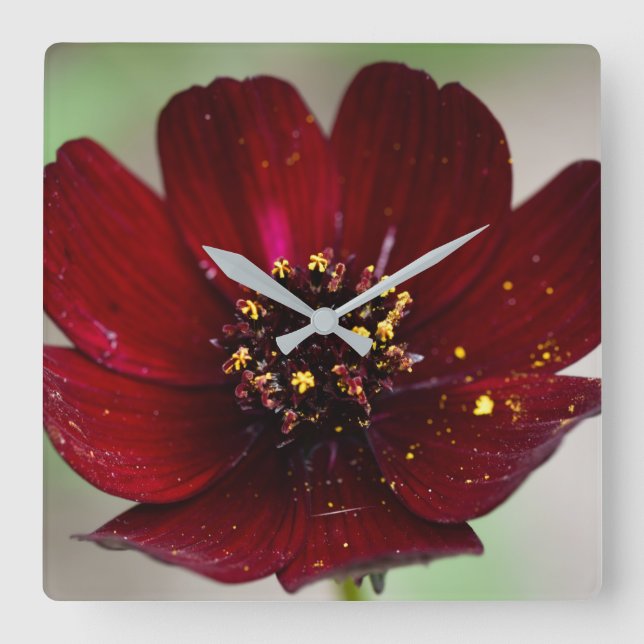 Lovely Coloured Chocolate Cosmos Flower  Square Wall Clock (Front)