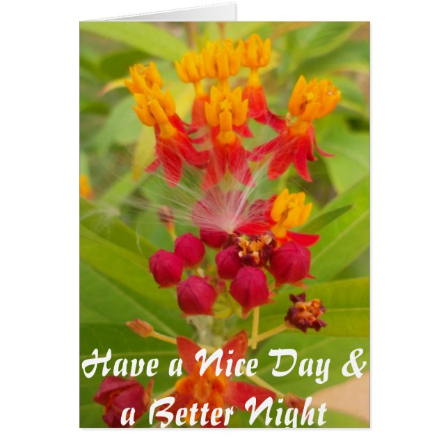 Lovely Colourful Floral with Milkweed Art Print (Front)