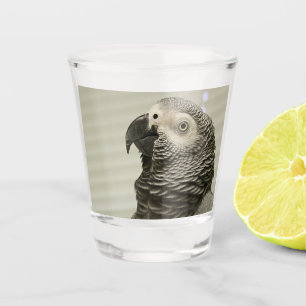 Lovely Congo African Grey Parrot Shot Glass