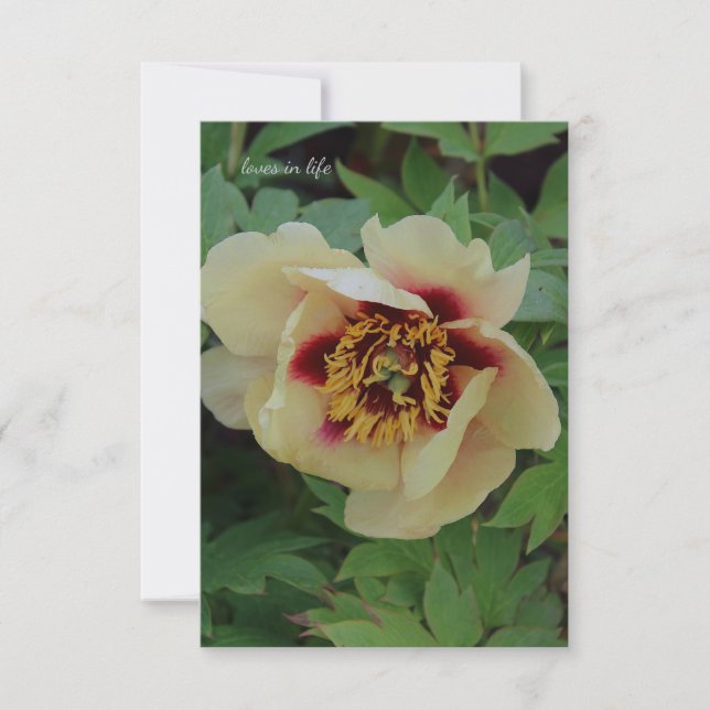 Lovely Cream Yellow Peony Card (Front)