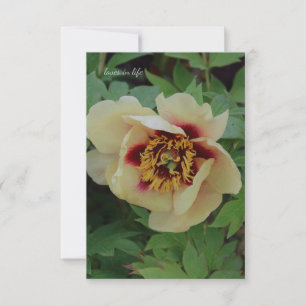 Lovely Cream Yellow Peony Card
