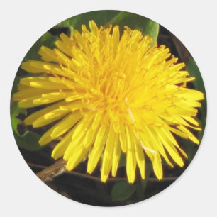 Lovely Dandelion Classic Round Sticker