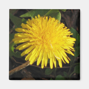 Lovely Dandelion Magnet
