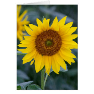 Lovely Day/Sunflowers