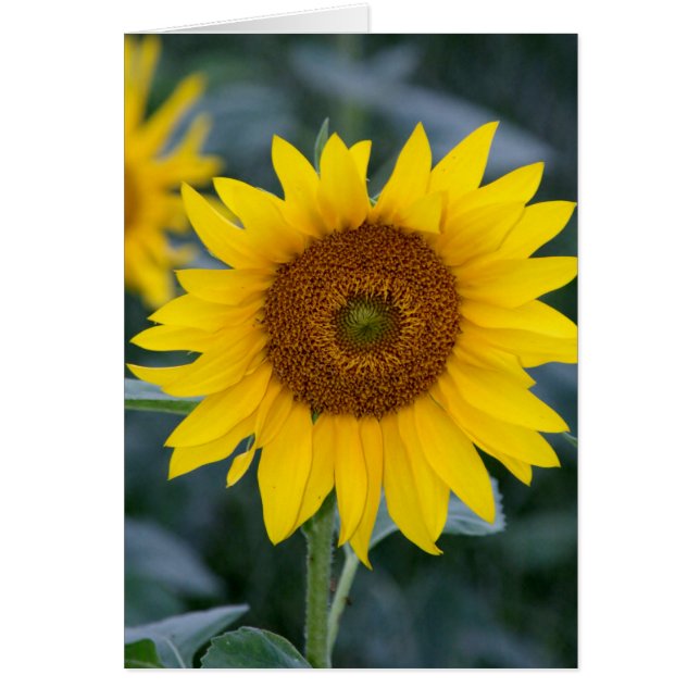 Lovely Day/Sunflowers (Front)