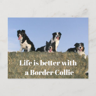 Lovely Dogs Postcard