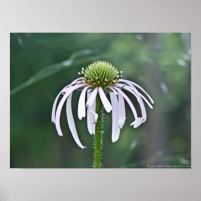 Lovely Dome Flower in the Twilight Poster (Front)