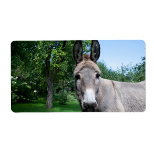 Lovely Donkey Portrait