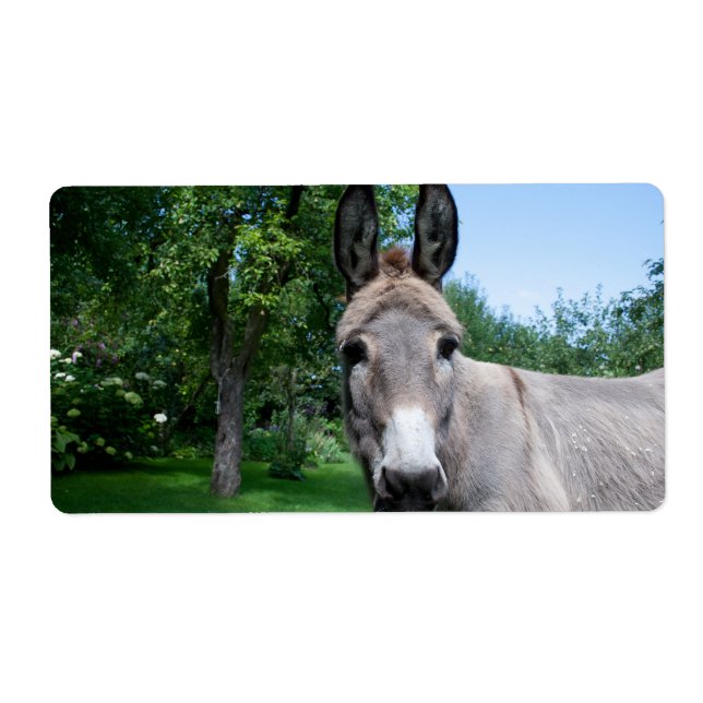 Lovely Donkey Portrait (Front)