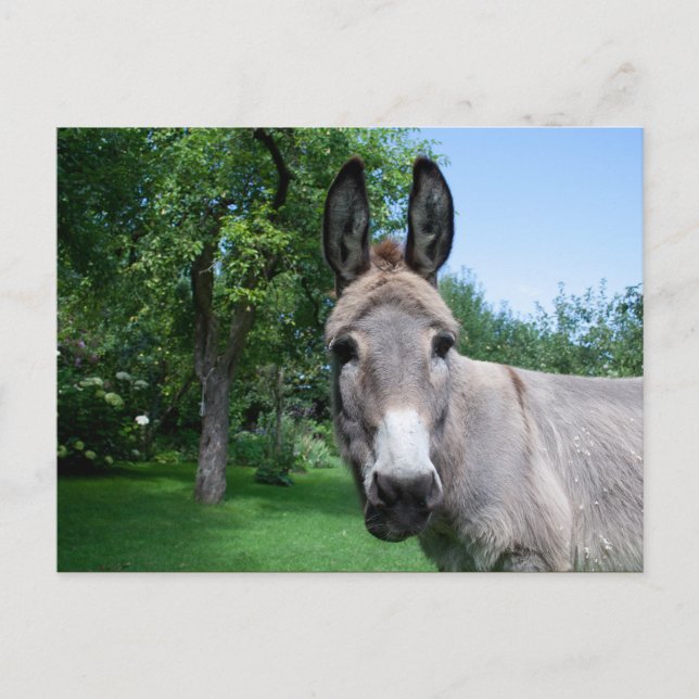 Lovely Donkey Portrait Postcard (Front)
