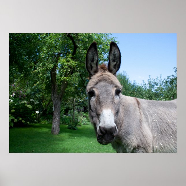 Lovely Donkey Portrait Poster (Front)