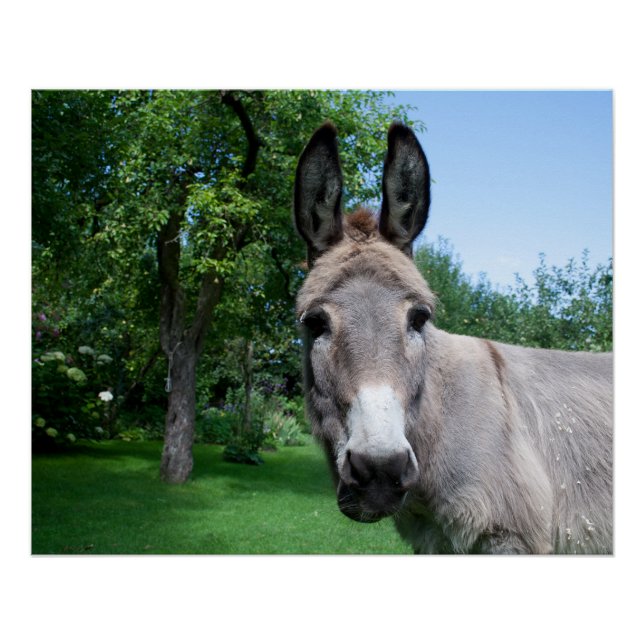 Lovely Donkey Portrait Poster (Front)