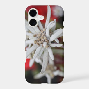 Lovely Edelweiss Leontopodium nivale