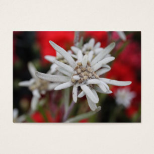Lovely Edelweiss Leontopodium nivale