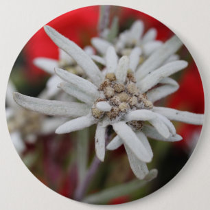 Lovely Edelweiss Leontopodium nivale 6 Cm Round Badge