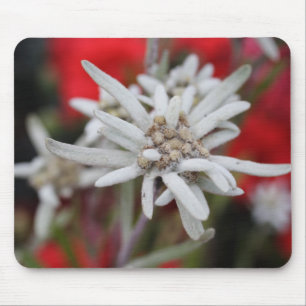 Lovely Edelweiss Leontopodium nivale Mouse Pad