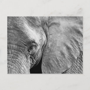 Lovely Elephant Face Postcard