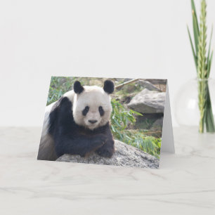 Lovely Giant Panda Card