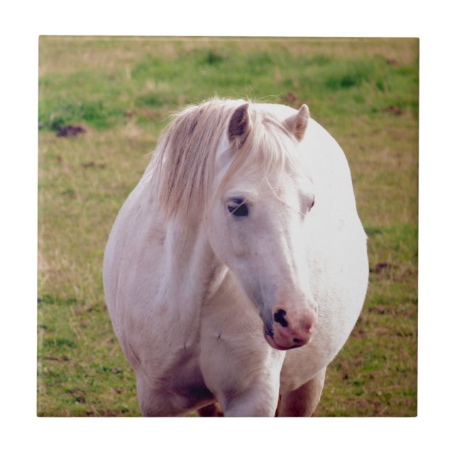Lovely Grey Pony Ceramic Tile (Front)