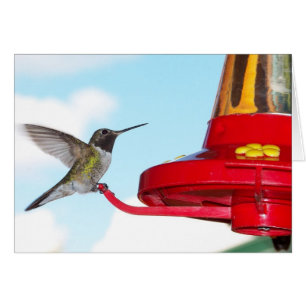 Lovely Hummingbird and Feeder Blank Inside